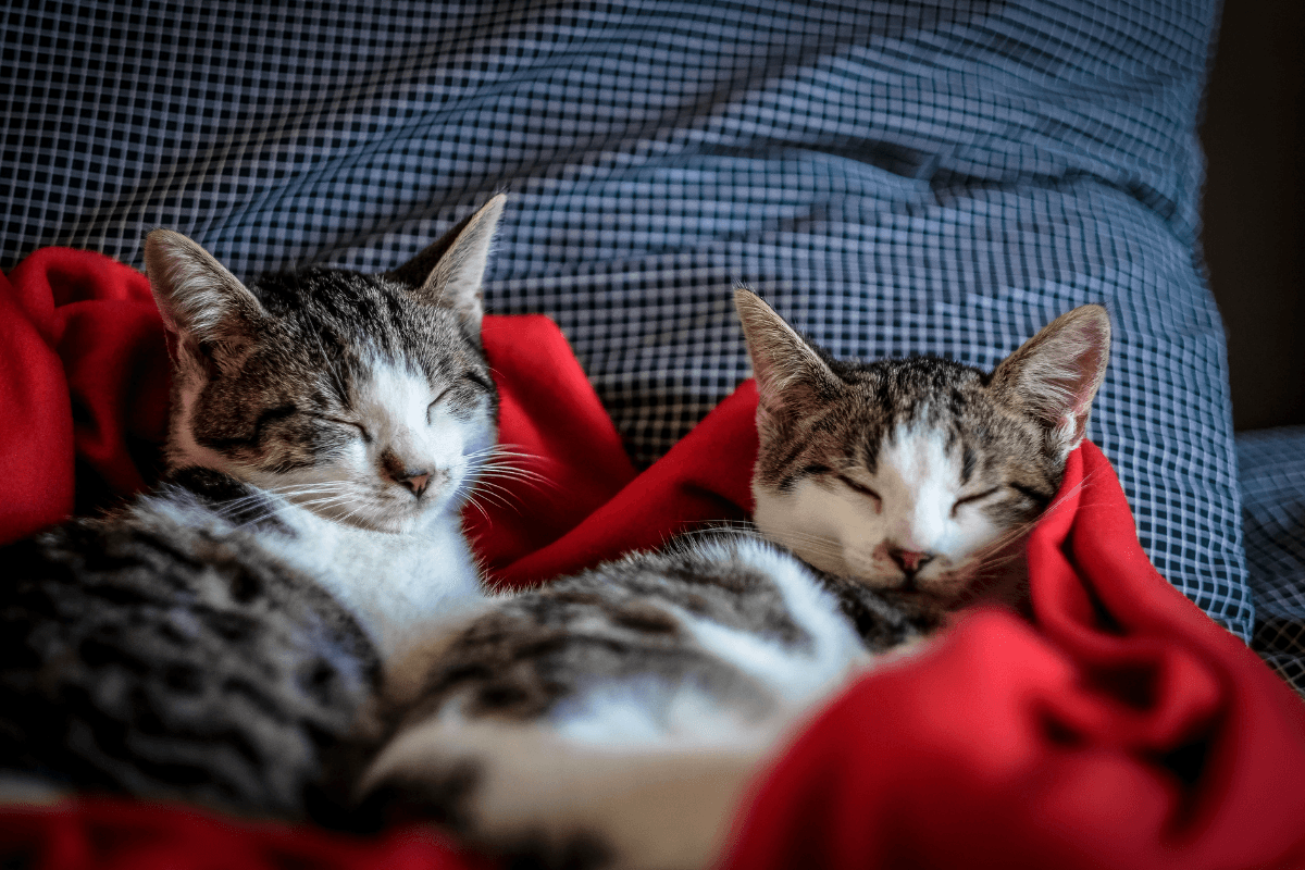 Pancreatitis in Cats