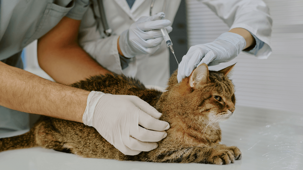 Cost of Cat Insulin