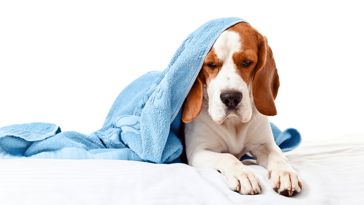 Dog with Diabetes