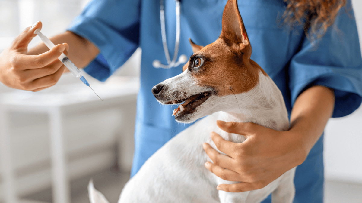 How to Give a Dog an Insulin Shot