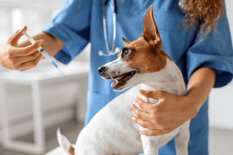 How to Give a Dog an Insulin Shot
