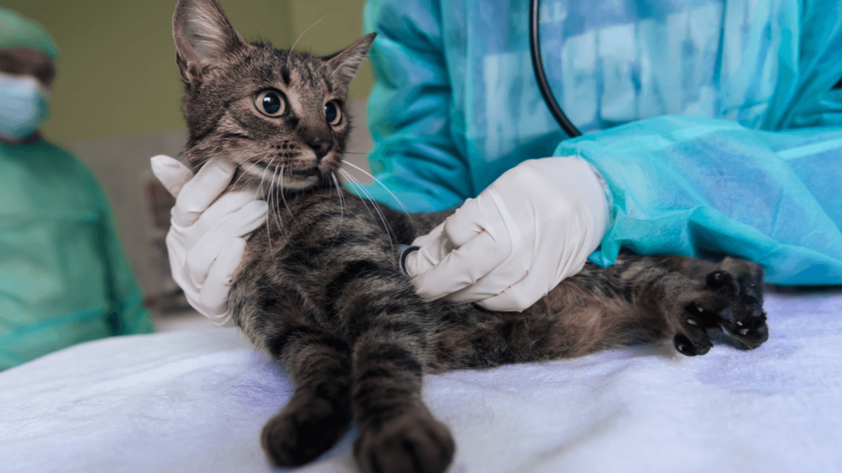 Feline Diabetic Neuropathy