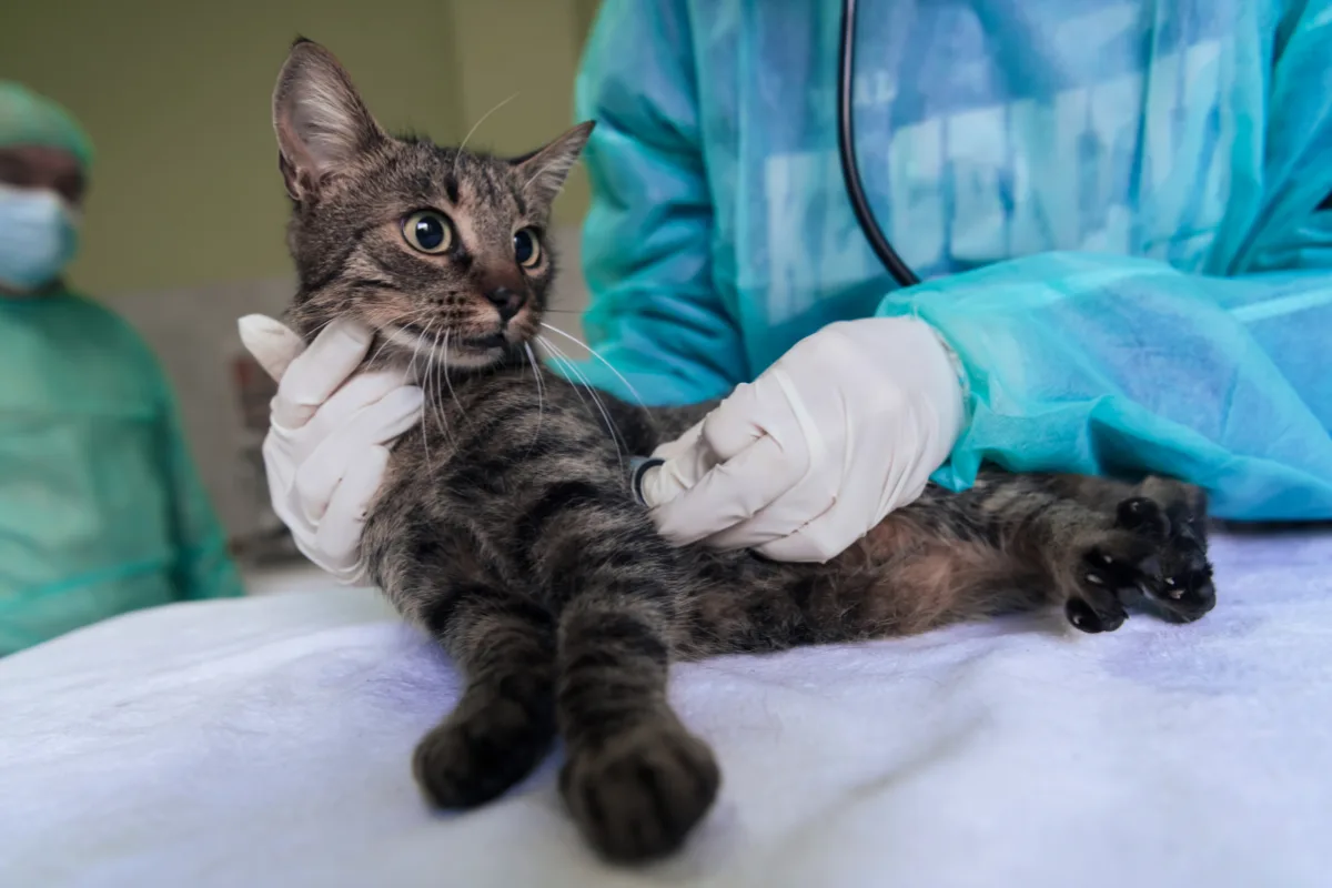 Feline Diabetic Neuropathy: A Practical Guide to Care