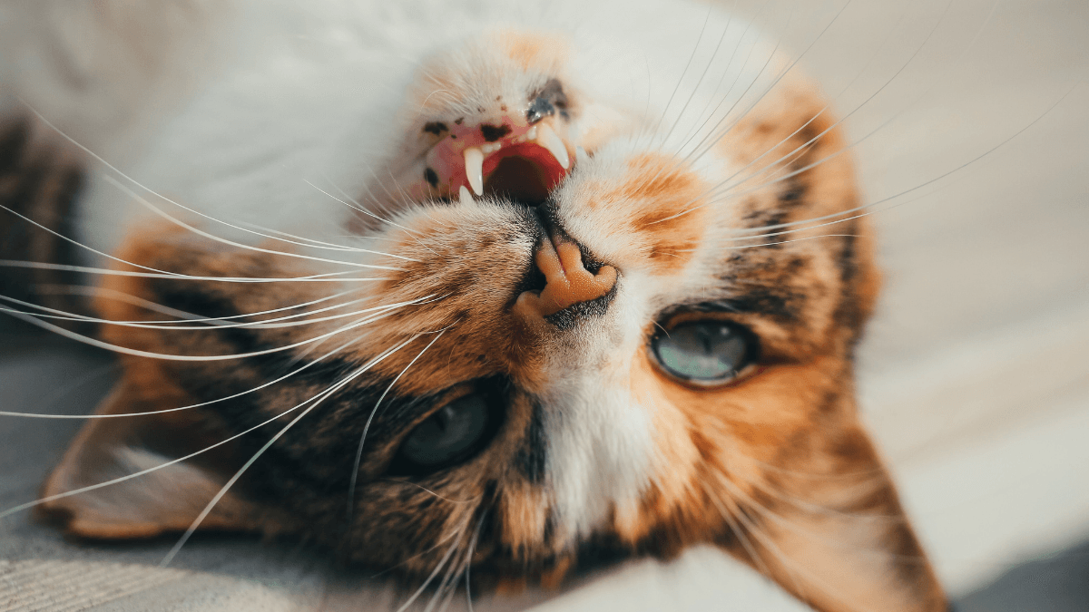 Seizures in Cats