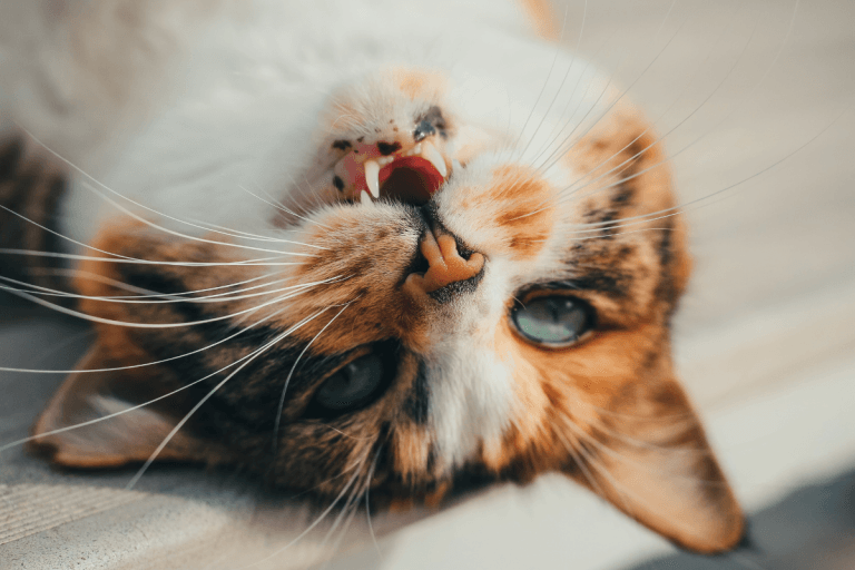 Seizures in Cats