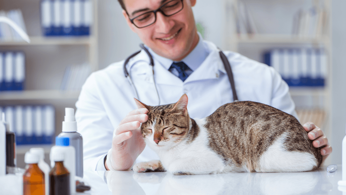 Vitamin B12 for Cats