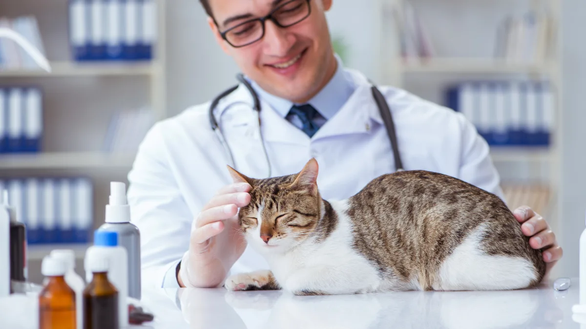 b12 injections for cats with pancreatitis Vitamin in Diabetes: A Practical Guide AHK-Cu | Copper Peptide