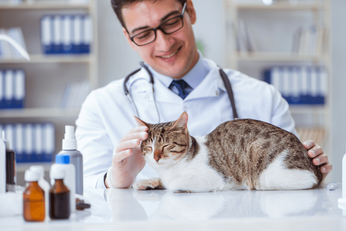 Vitamin B12 for Cats