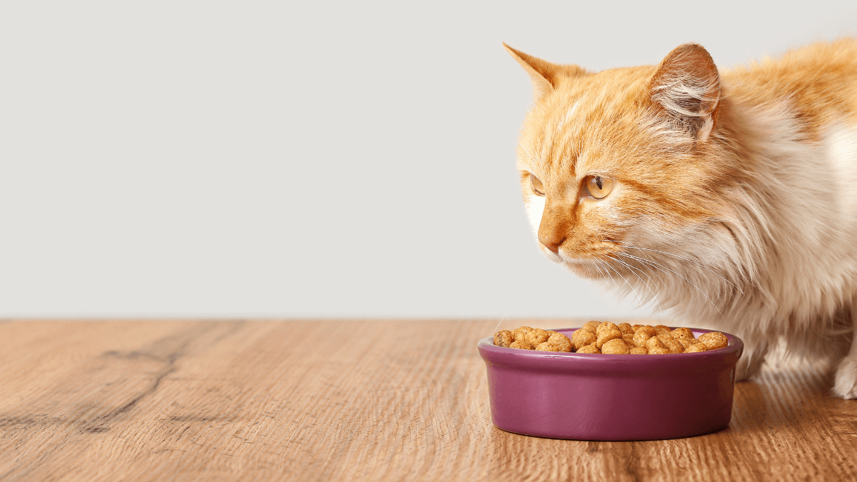 Best Diabetic Cat Food