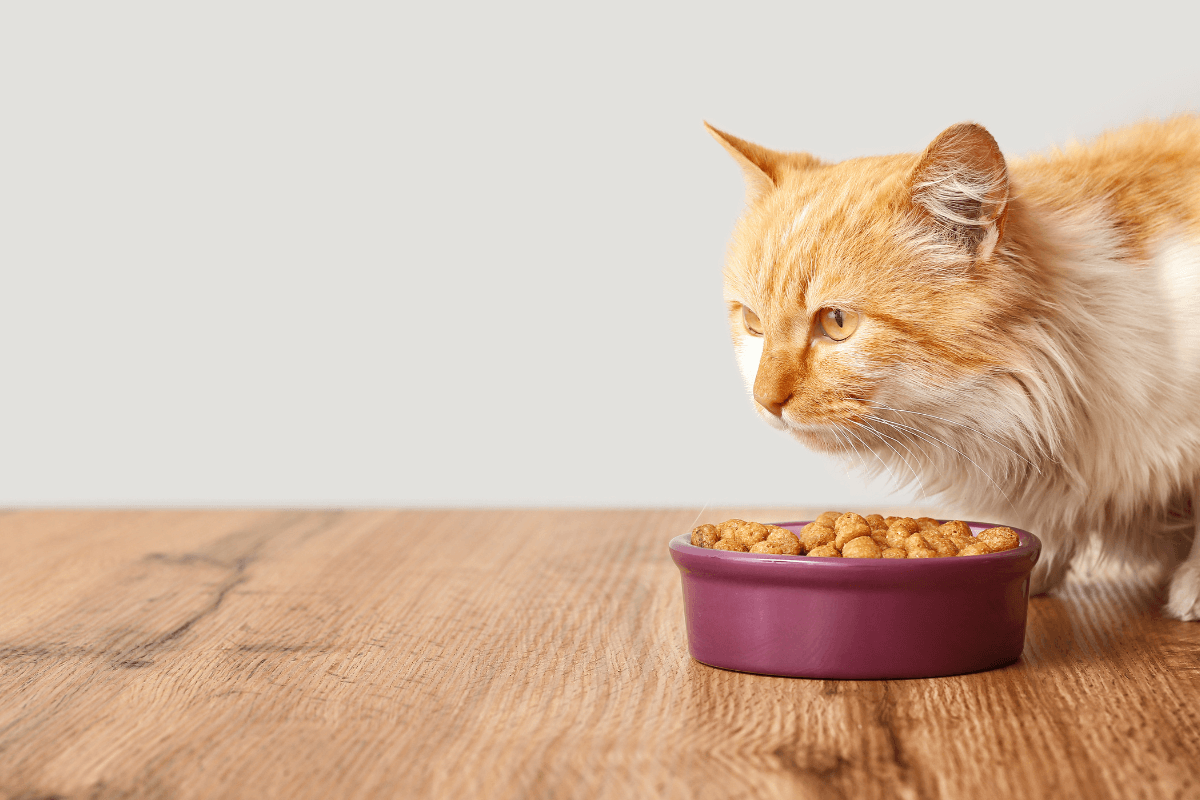 Best Diabetic Cat Food