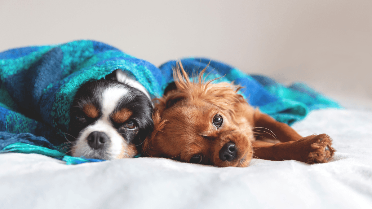 Insulin Resistance in Dogs