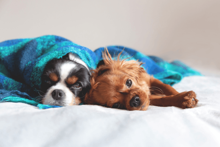 Insulin Resistance in Dogs