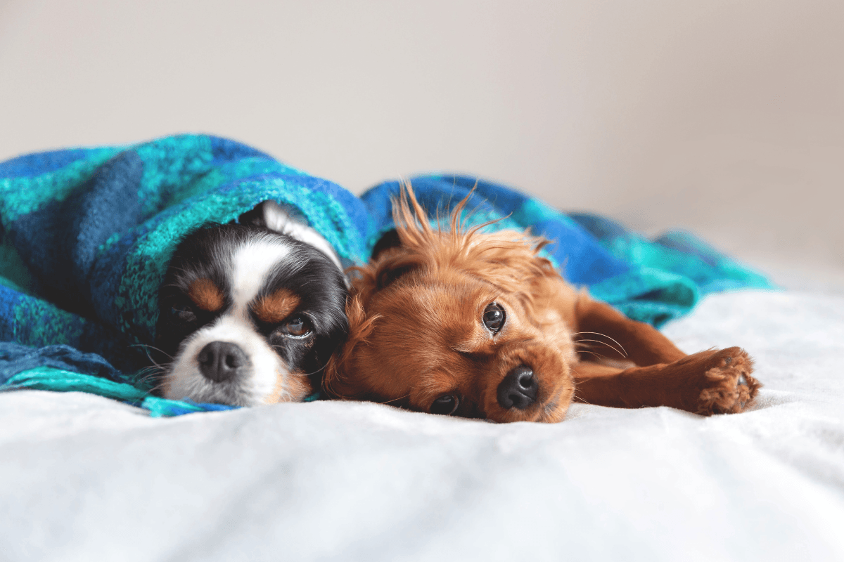 Insulin Resistance in Dogs