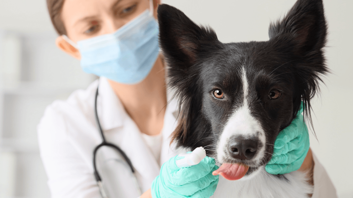 Diabetes Insipidus in Dogs