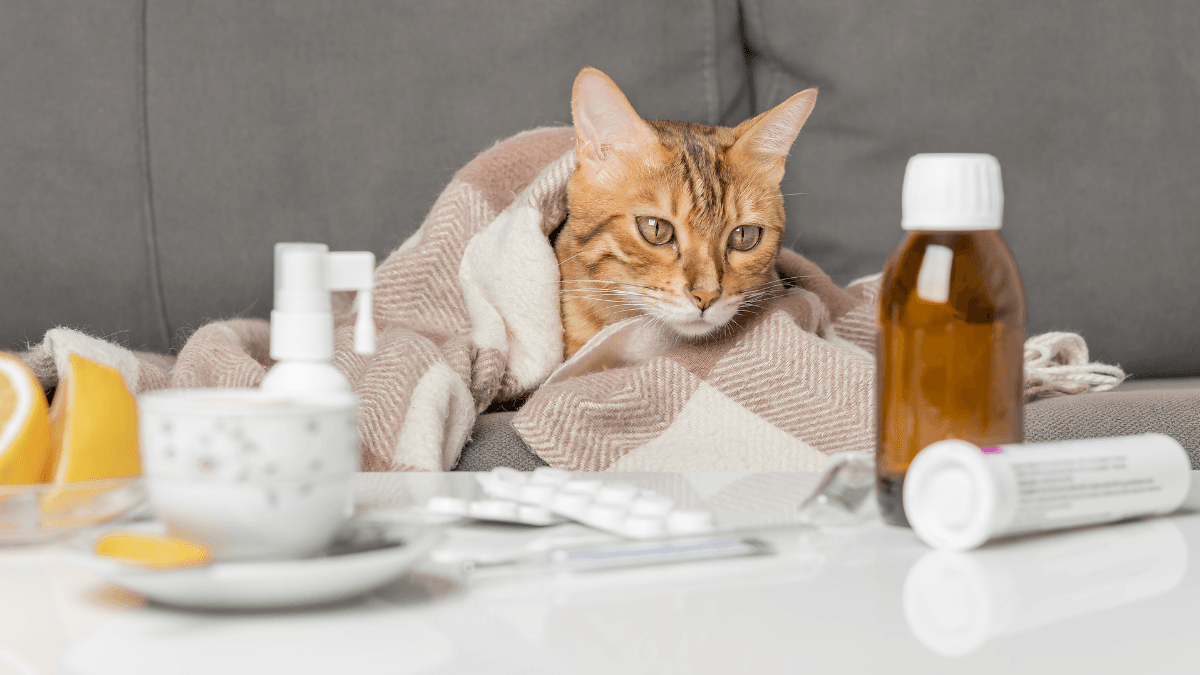 Diabetes in Cats