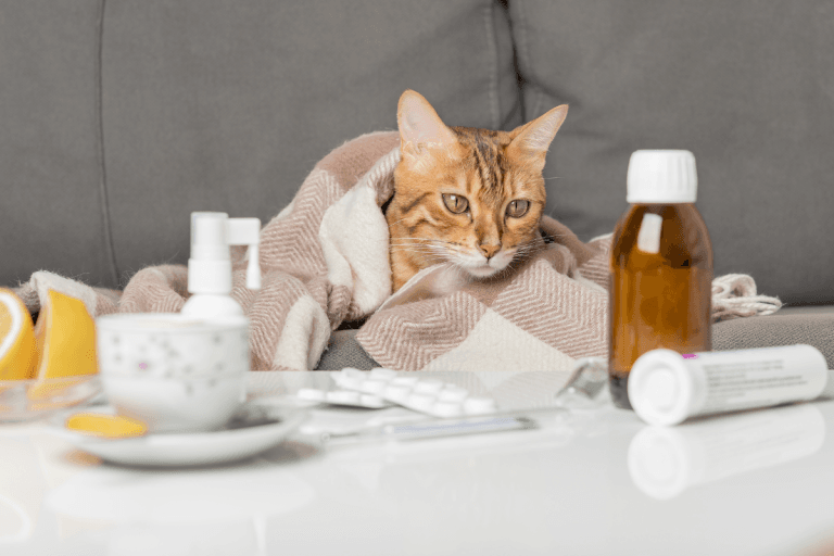 Diabetes in Cats
