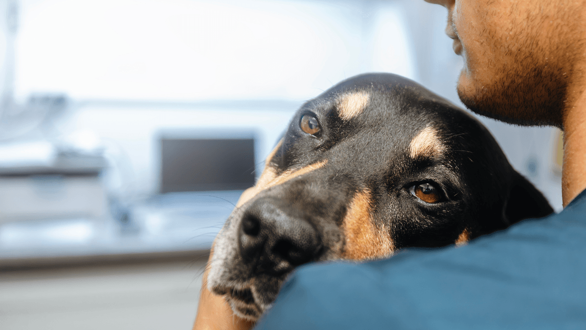 Diabetes in Dogs