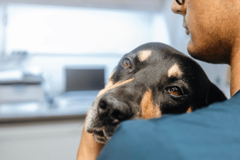 Diabetes in Dogs