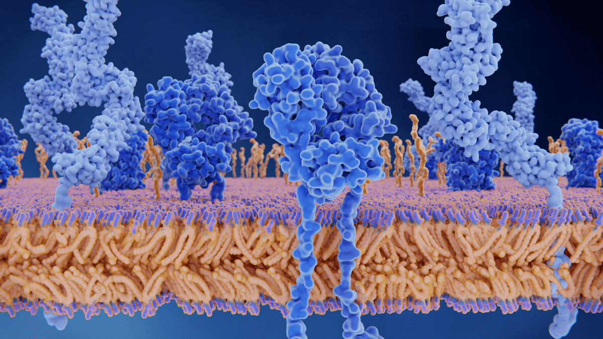 Insulin Receptors