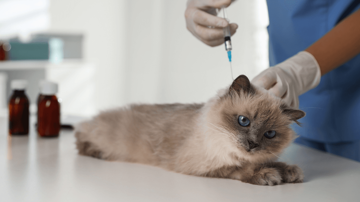 Insulin for Cats