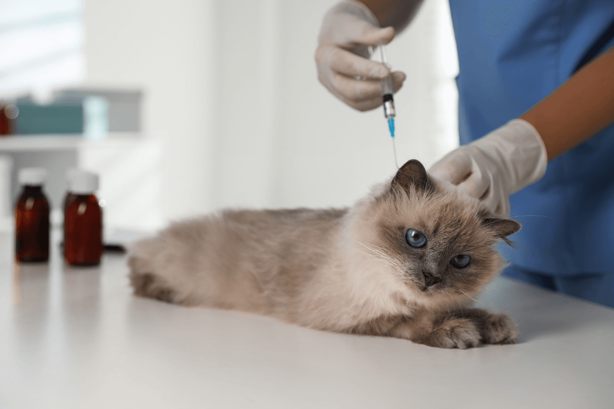 Insulin for Cats