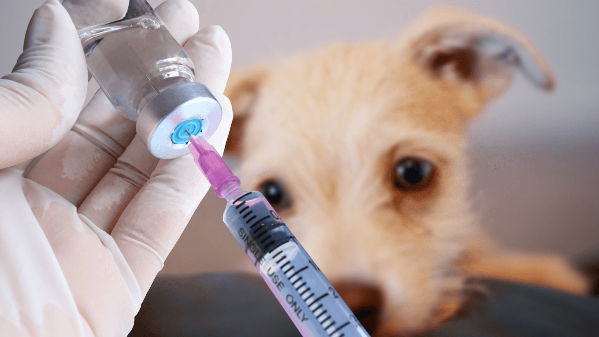 Insulin for Dogs