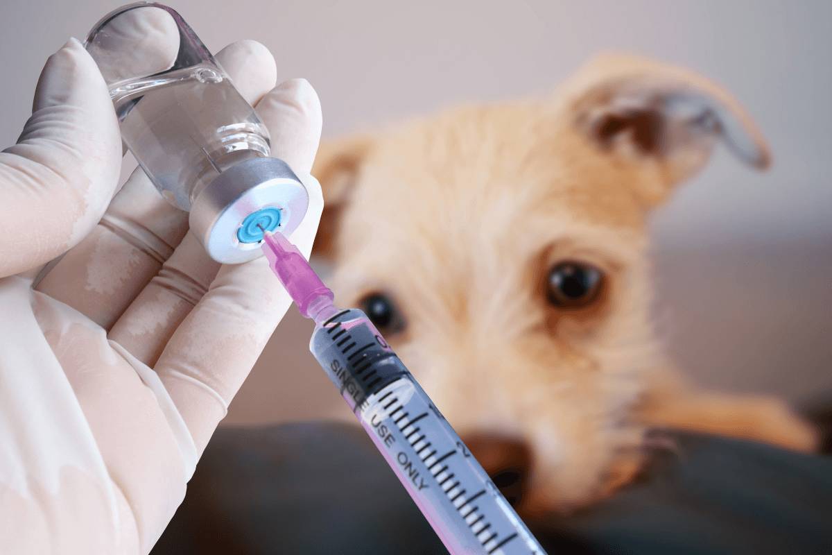 Insulin for Dogs