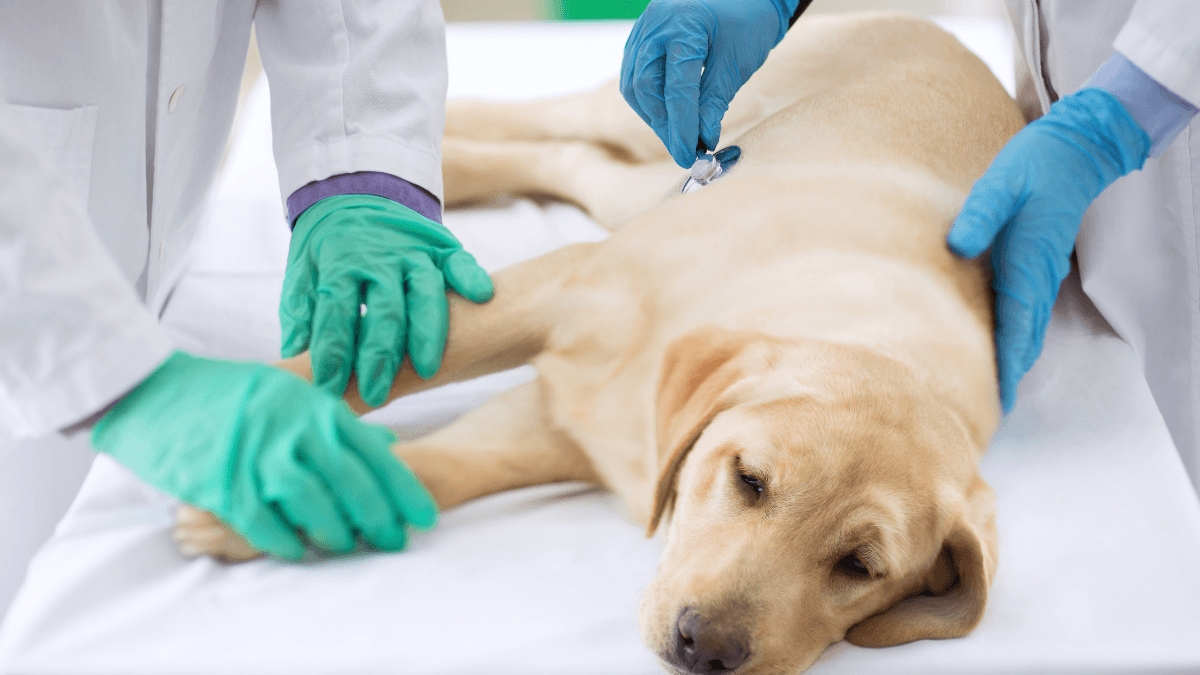 Pancreatitis and Diabetes in Dogs