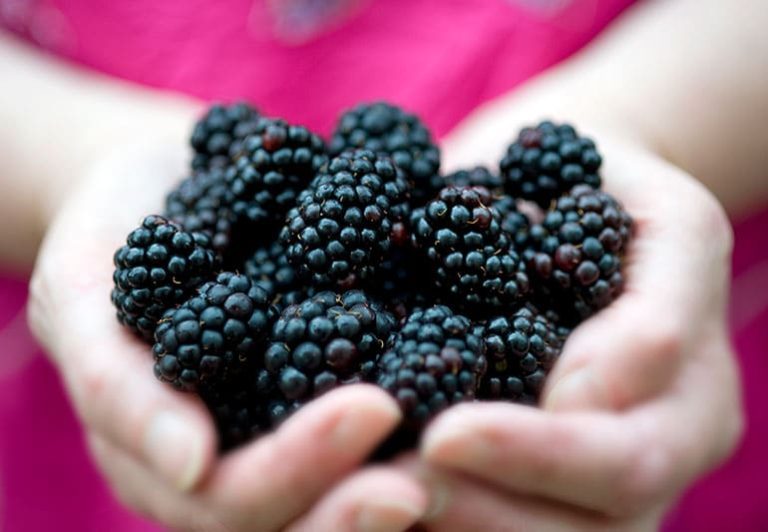 Blackberries and Diabetes: Portions, Carbs, and Glucose Tips