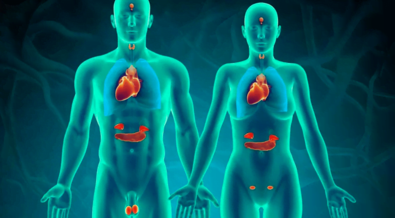 Diabetes and Endocrine System: Hormones, Glands, and Care
