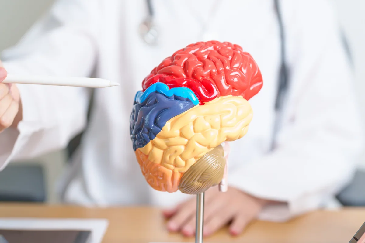 Azúcar en sangre y cerebro