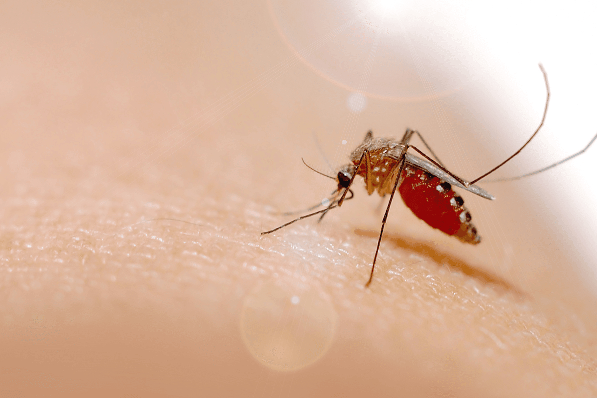 Metformin for Malaria Prevention