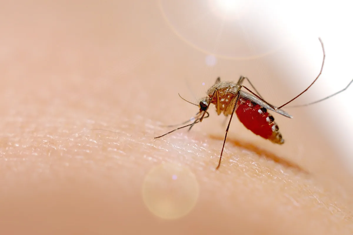 Metformina para la prevención de la malaria