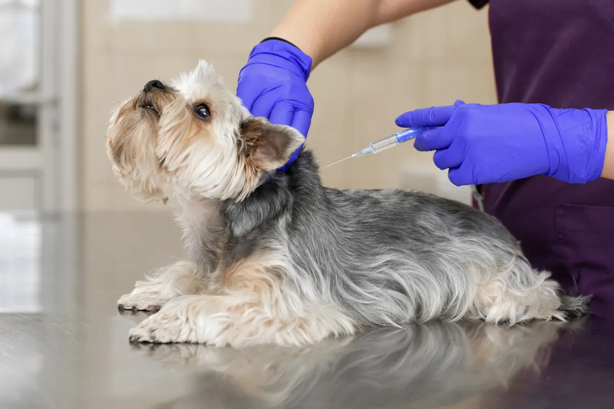 tratamiento de la diabetes en mascotas
