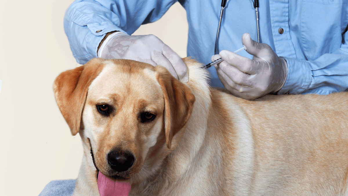 Humulin N insulin for dogs