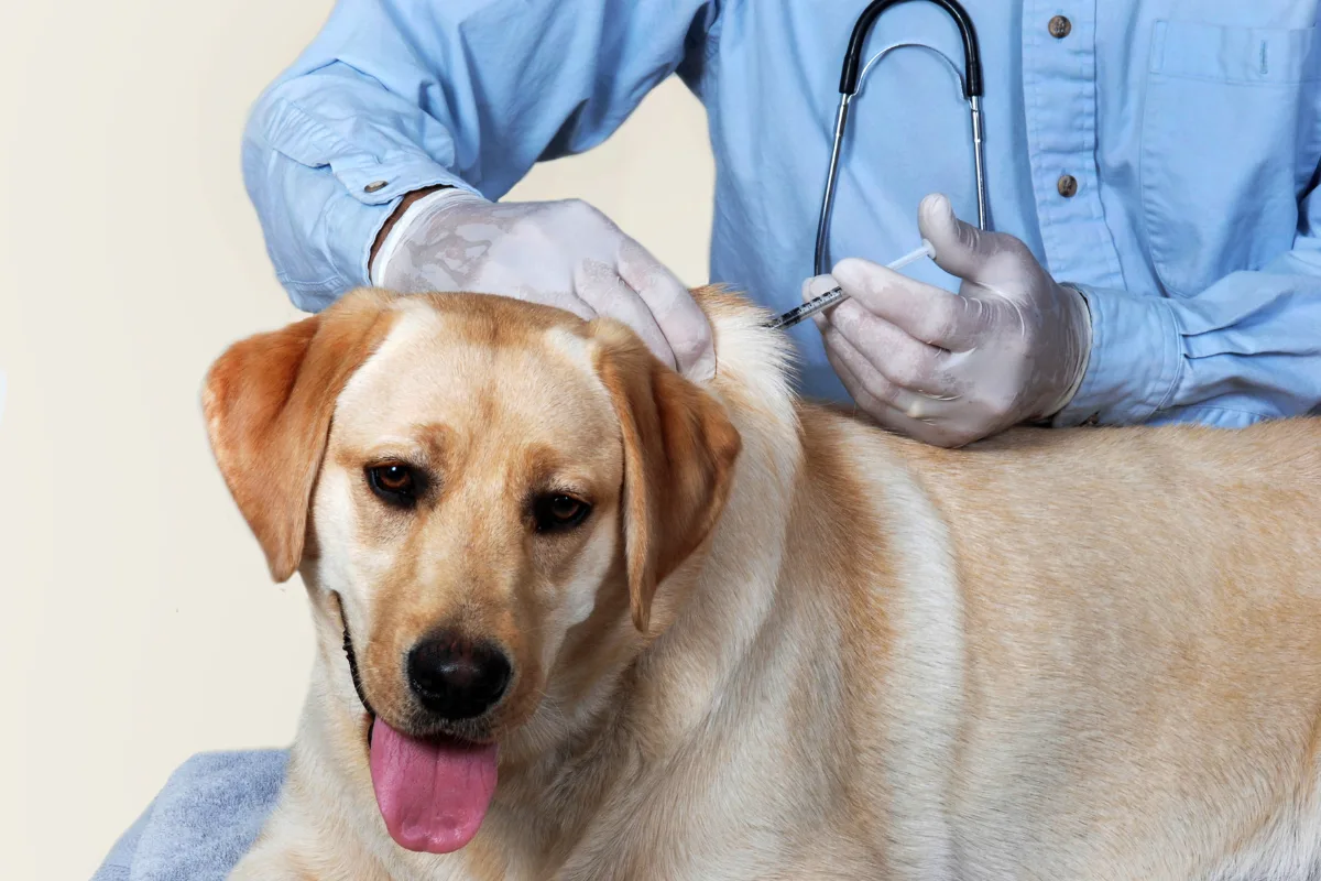 Insulina Humulin N para perros