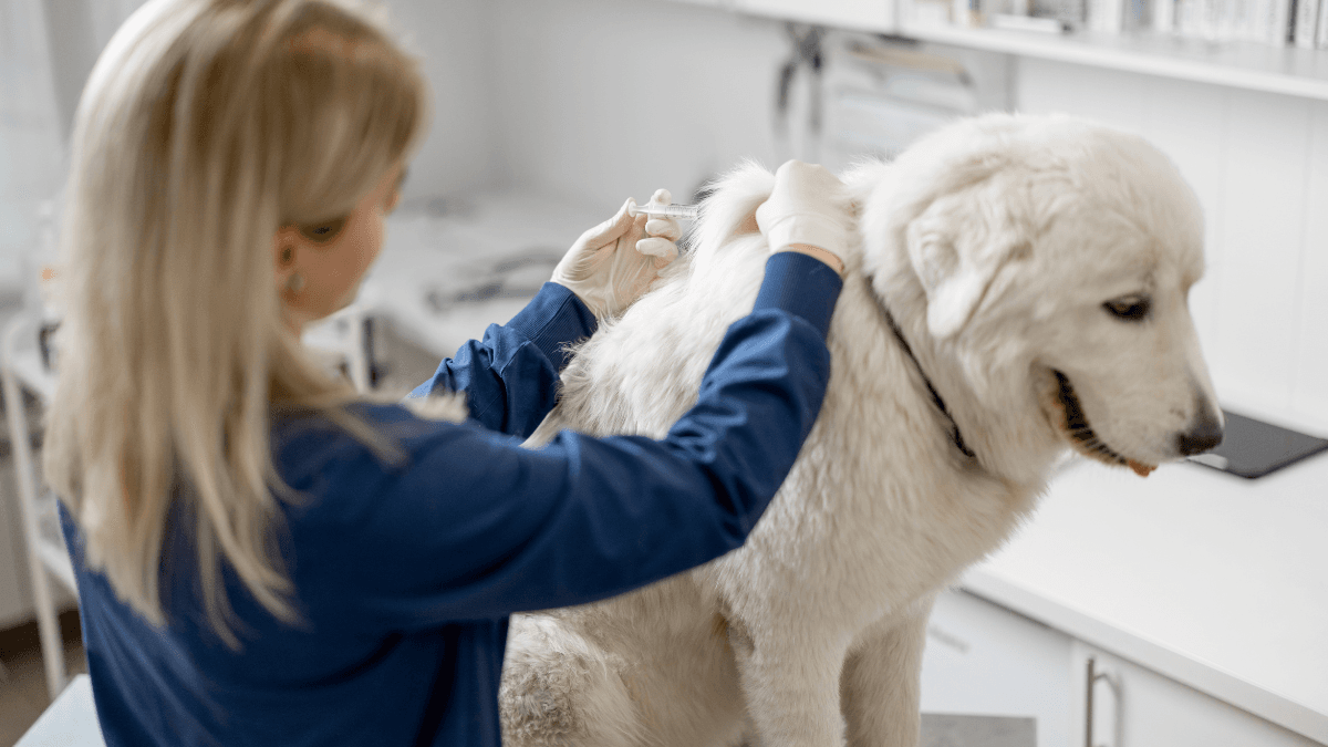 Pet diabetes
