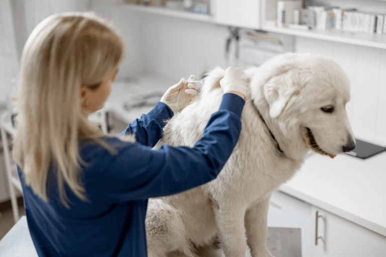 Pet diabetes