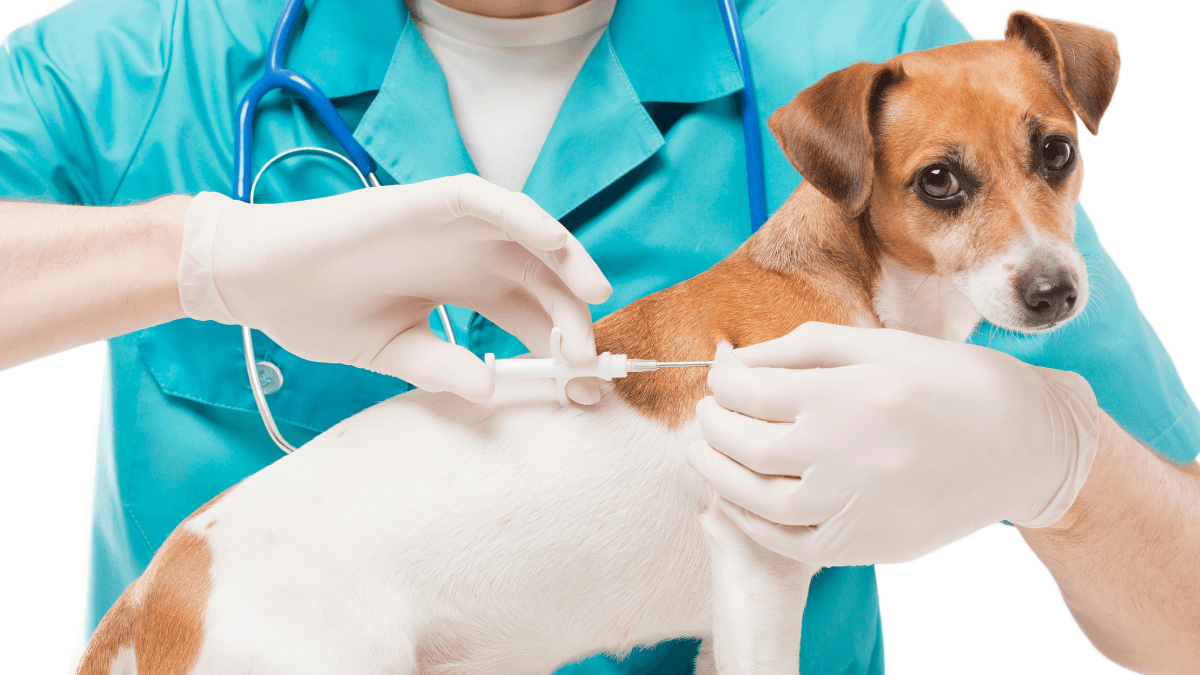 Pet insulin dosage