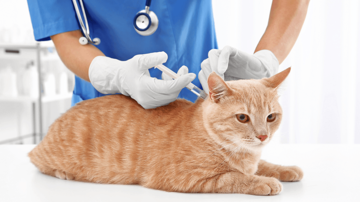 Baytril Injection for Cats