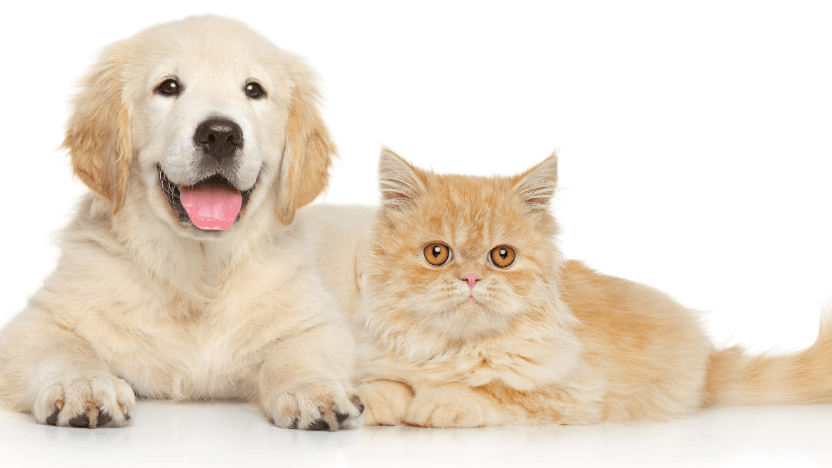 Pet Medications
