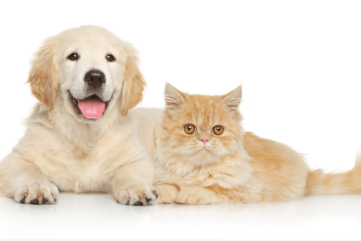 Pet Medications