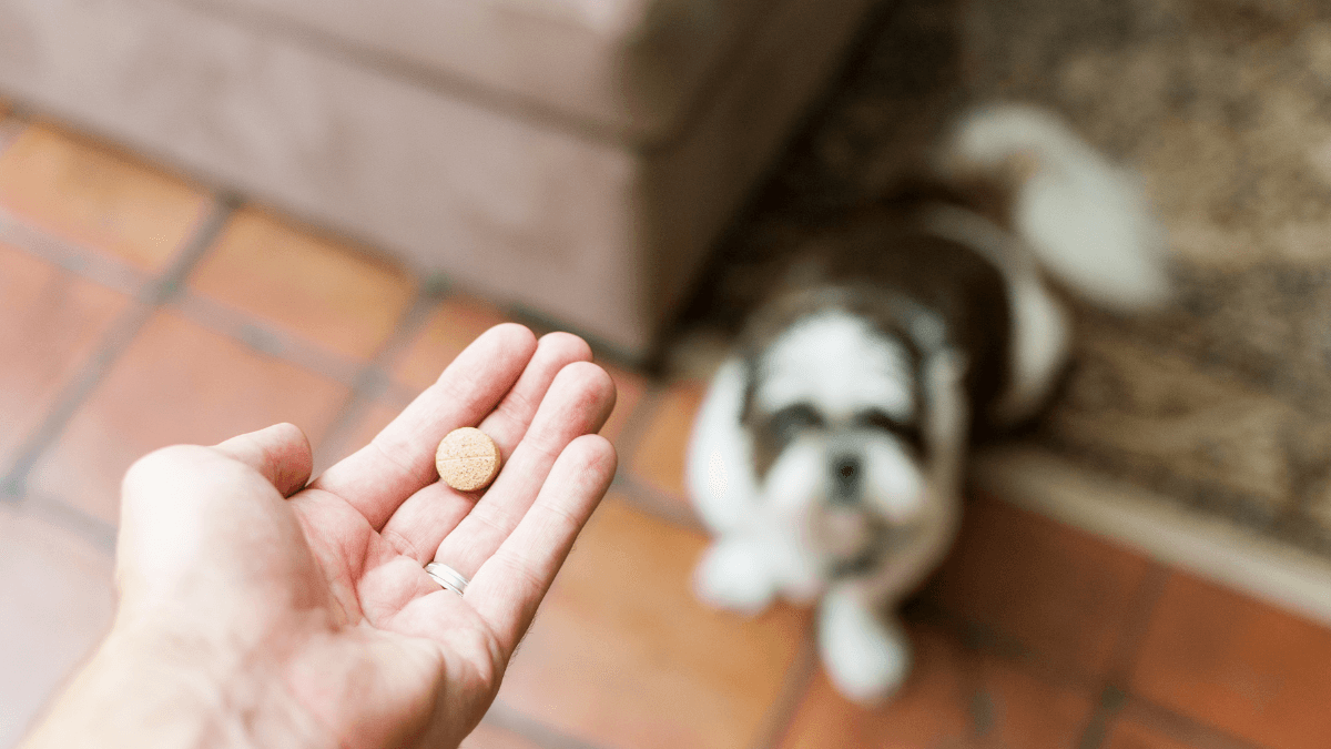 Clavamox for Dogs