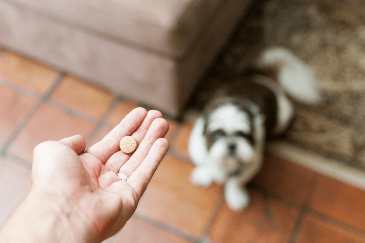 Clavamox for Dogs