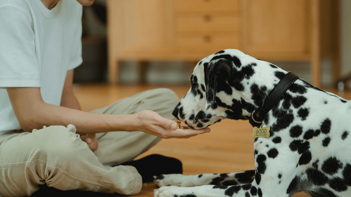 Deramaxx for Dogs
