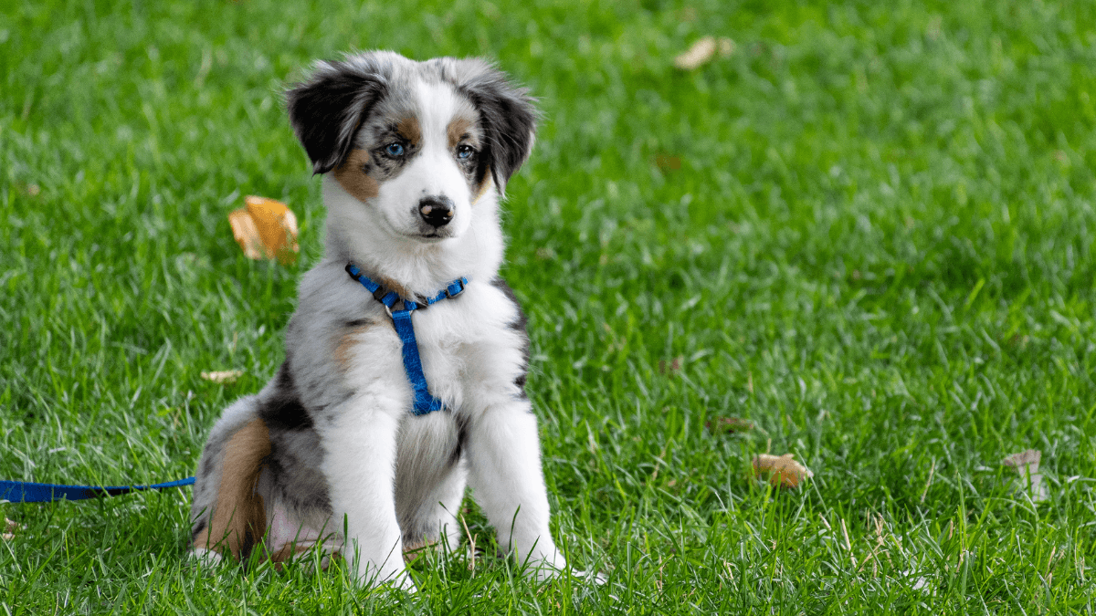 Apoquel for Dogs