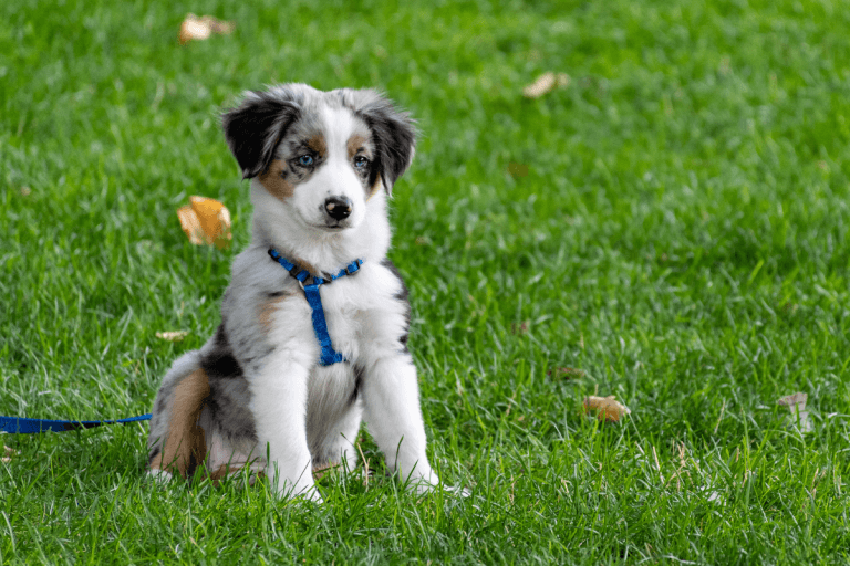 Apoquel for Dogs