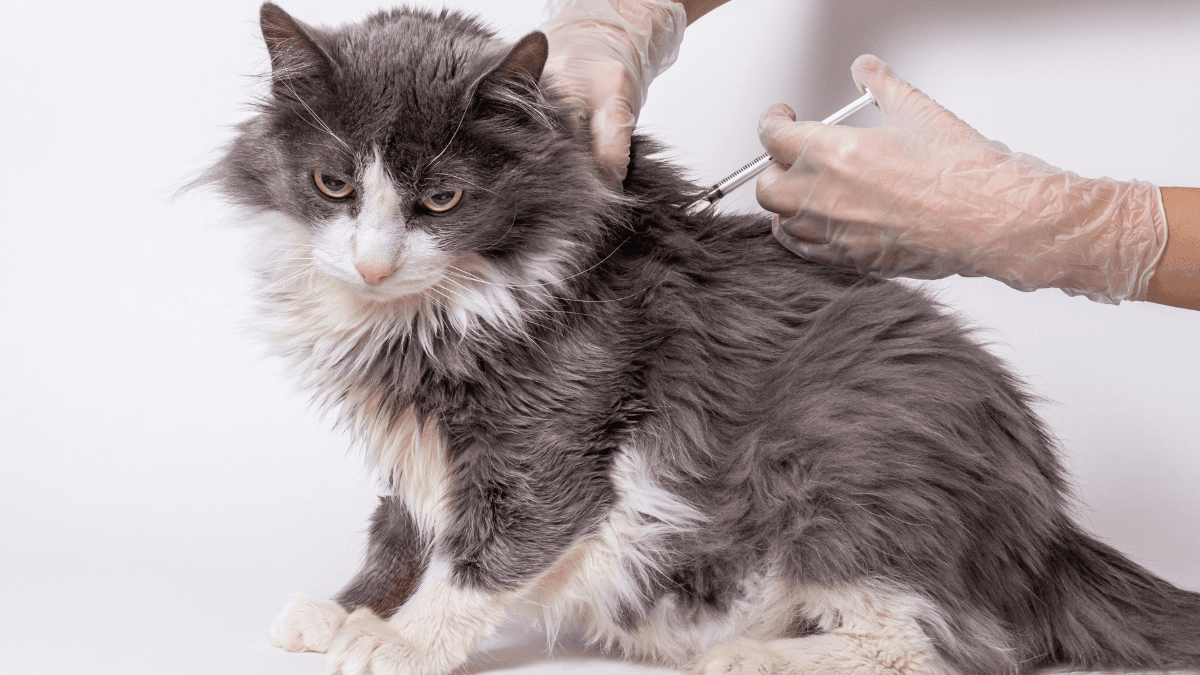 Atopica Cats