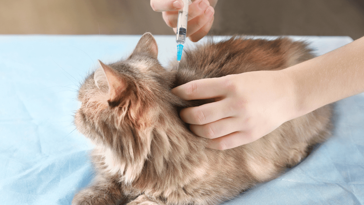 Droncit for Cats