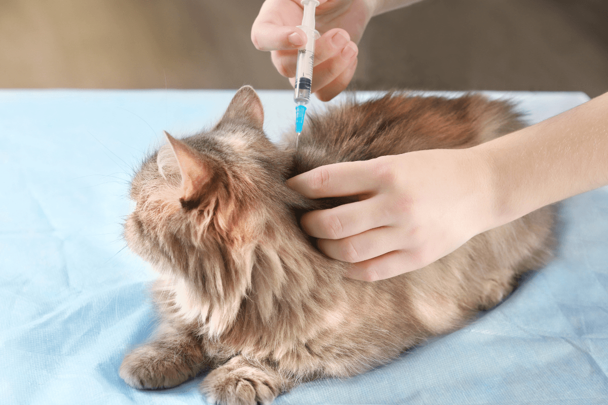 Droncit for Cats